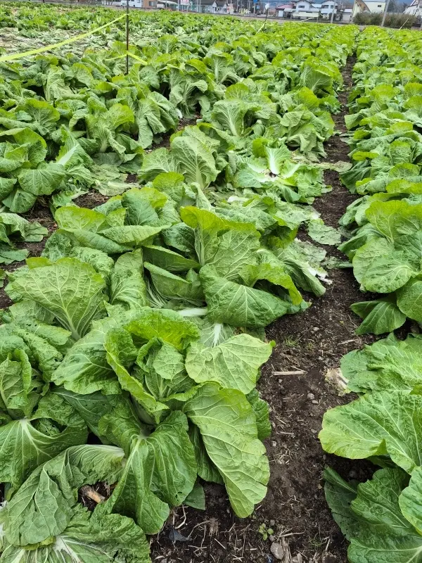 早朝の丸の内＆ドキドキのミステリーツアーに参加して来ました_1_6-2