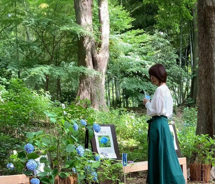 あじさい　紫陽花　　　　和のあじさい　六義園　ガクアジサイ　山紫陽花　都路里　　あじさいパフェ　大丸東京　手毬花　