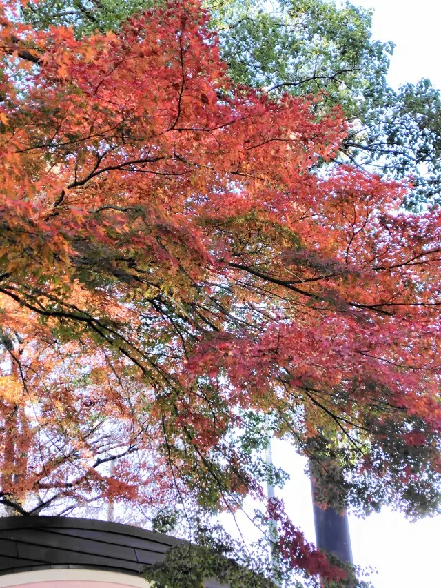 スカーフスタイルで紅葉の上野&amp;老舗グルメ_1_3