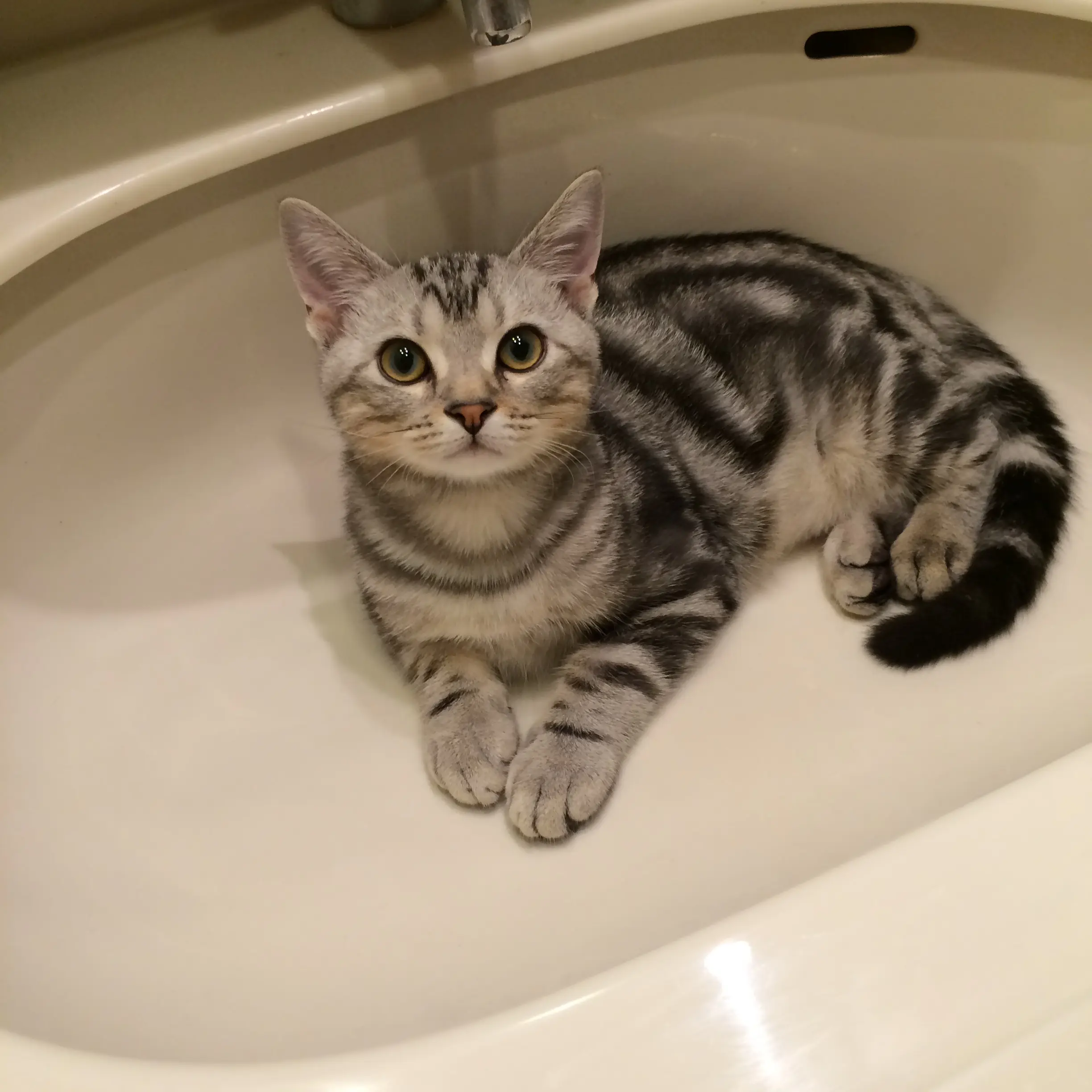 洗面台の中の子猫_1_3