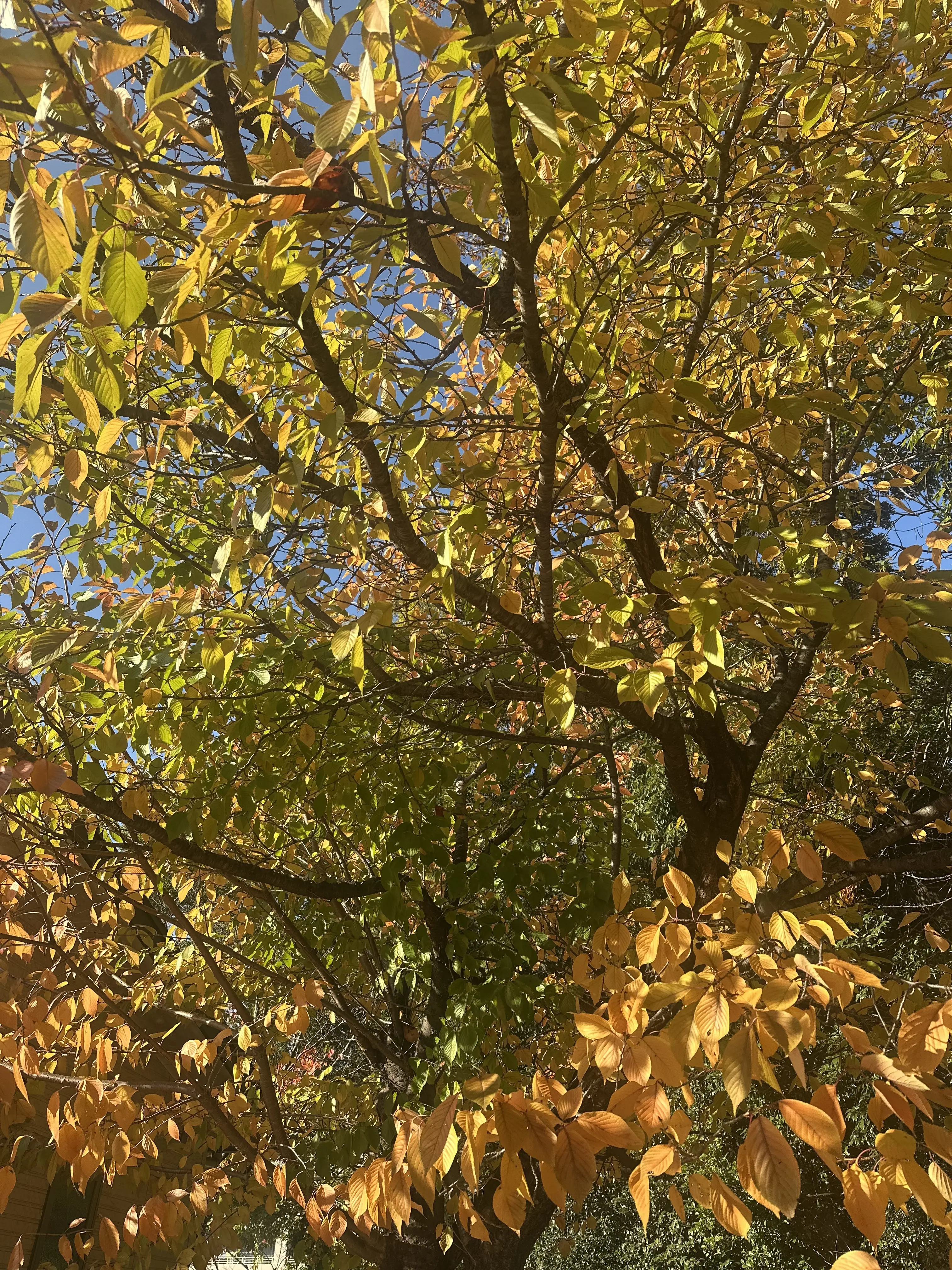 秋の好日、紅葉散る前に・・・。_1_2