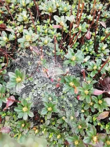 植物に張った蜘蛛の巣③