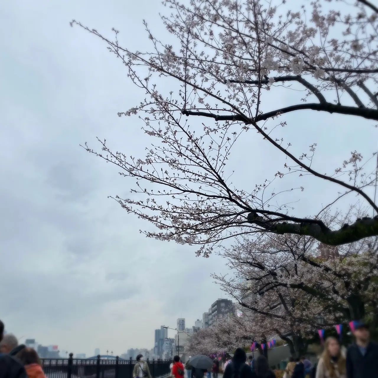 隅田川の桜並木