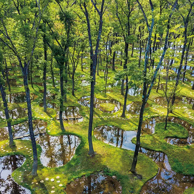数多くの木々と160もの池からなる「水庭」は、石上純也氏の設計