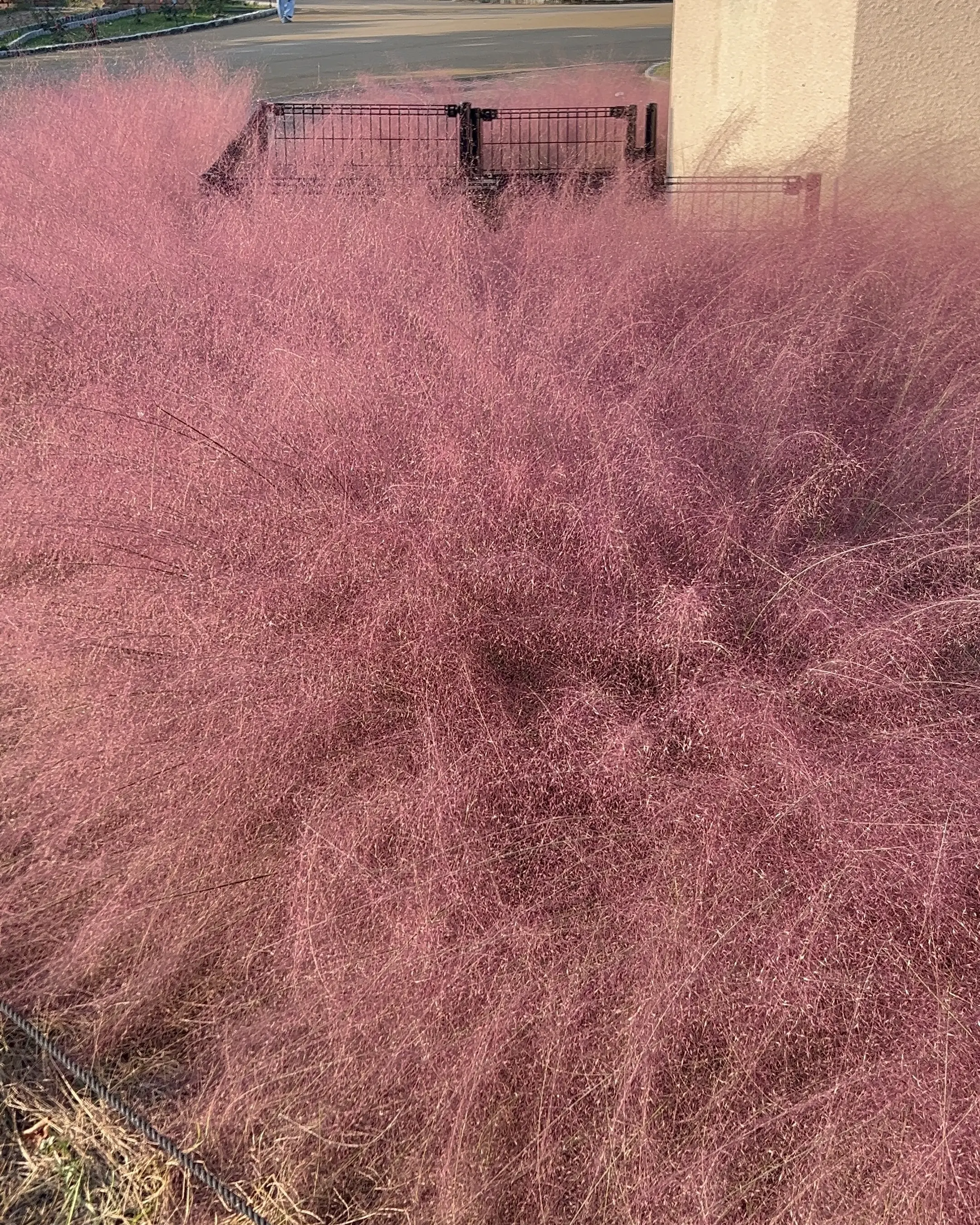 秋空とコスモスの丘✨_1_6