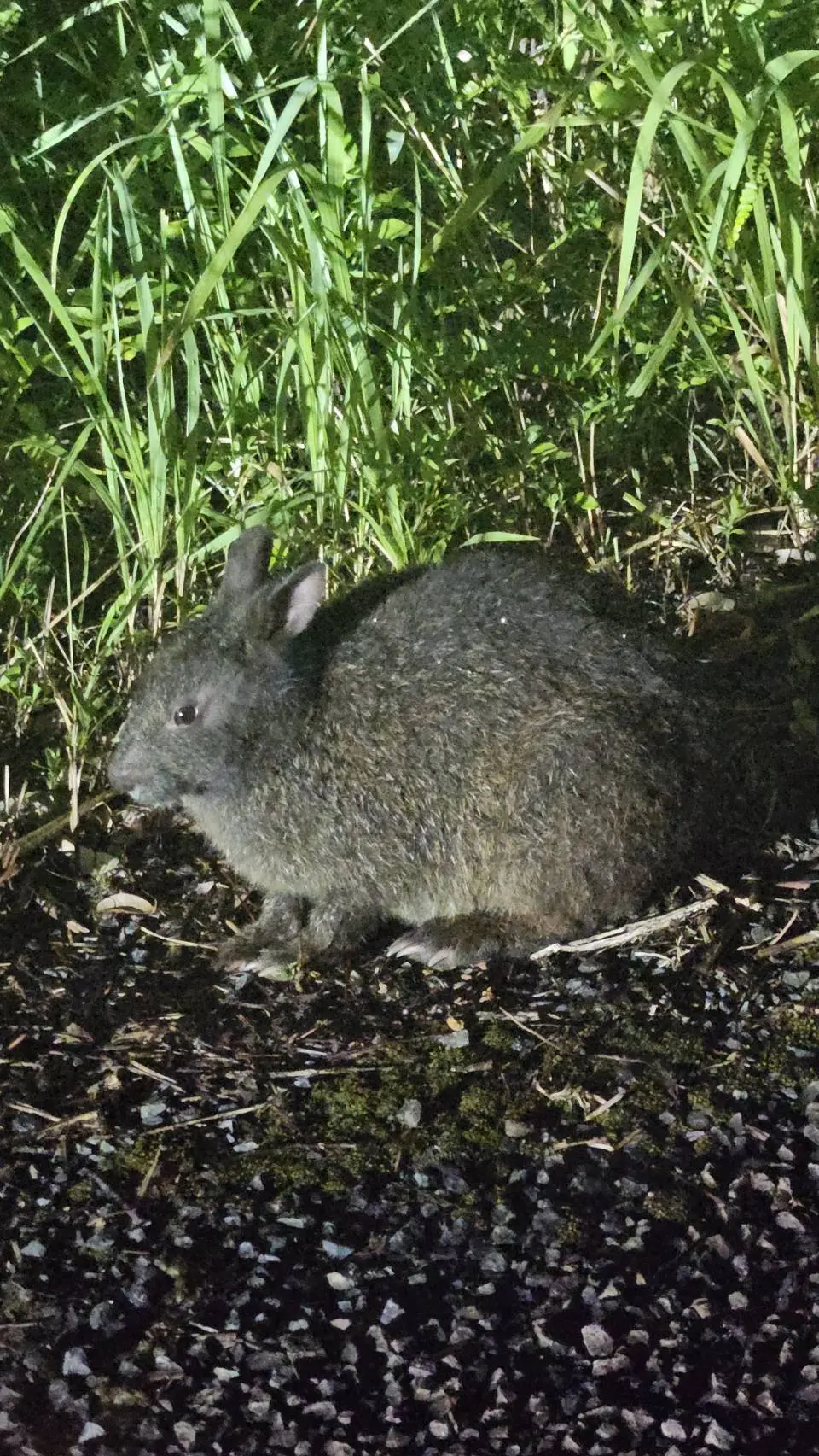 アマミノクロウサギ