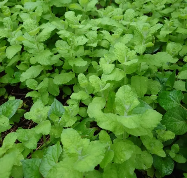 庭のミントでチョコミントアイスを作ってみた🌿_1_1