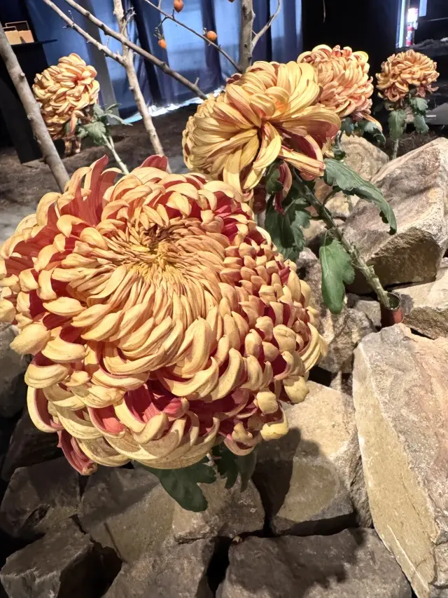 【スペシャルラッキーDay】お花に囲まれまさかのサイン会!_1_13