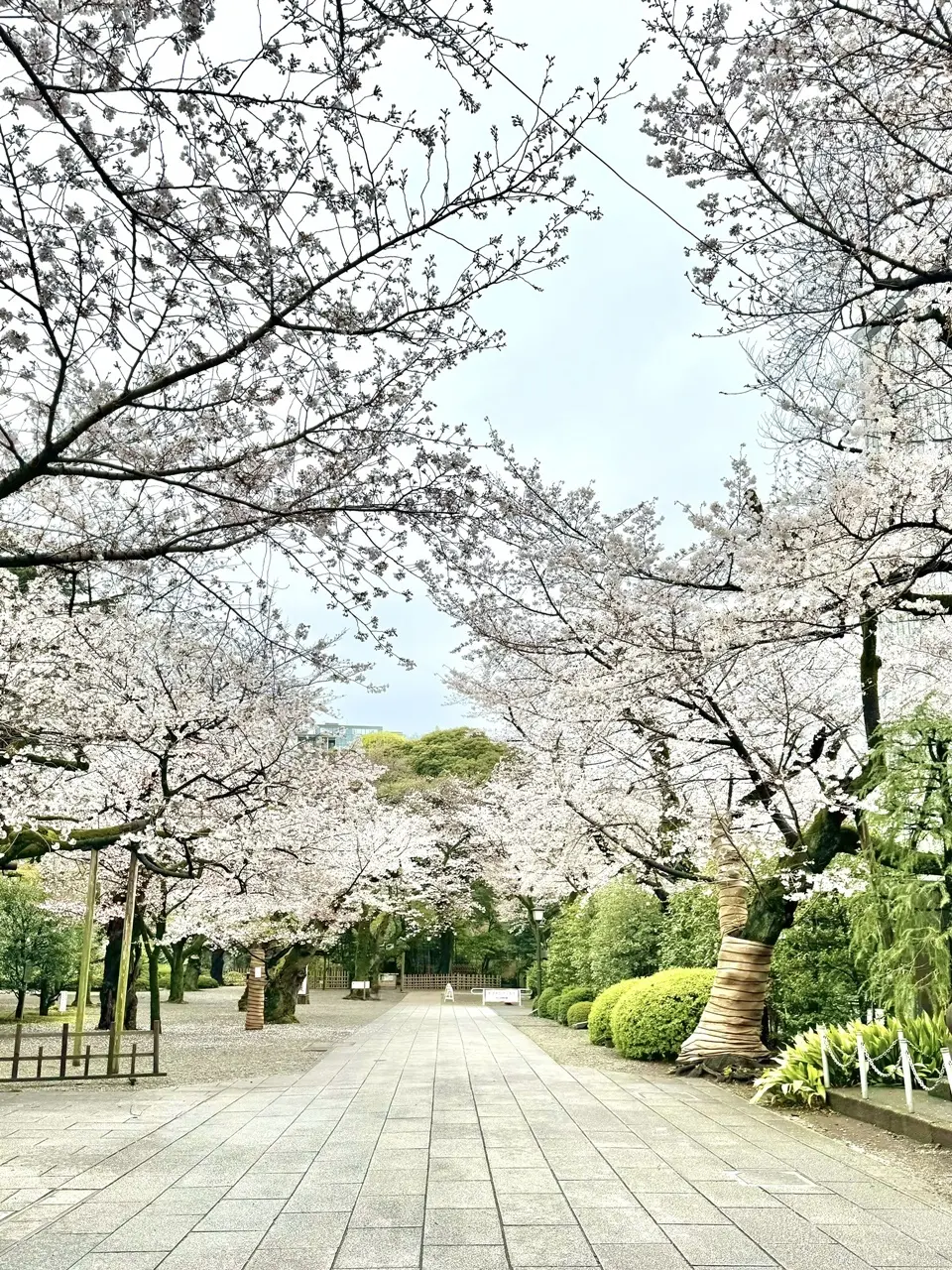 靖国神社の桜 ④