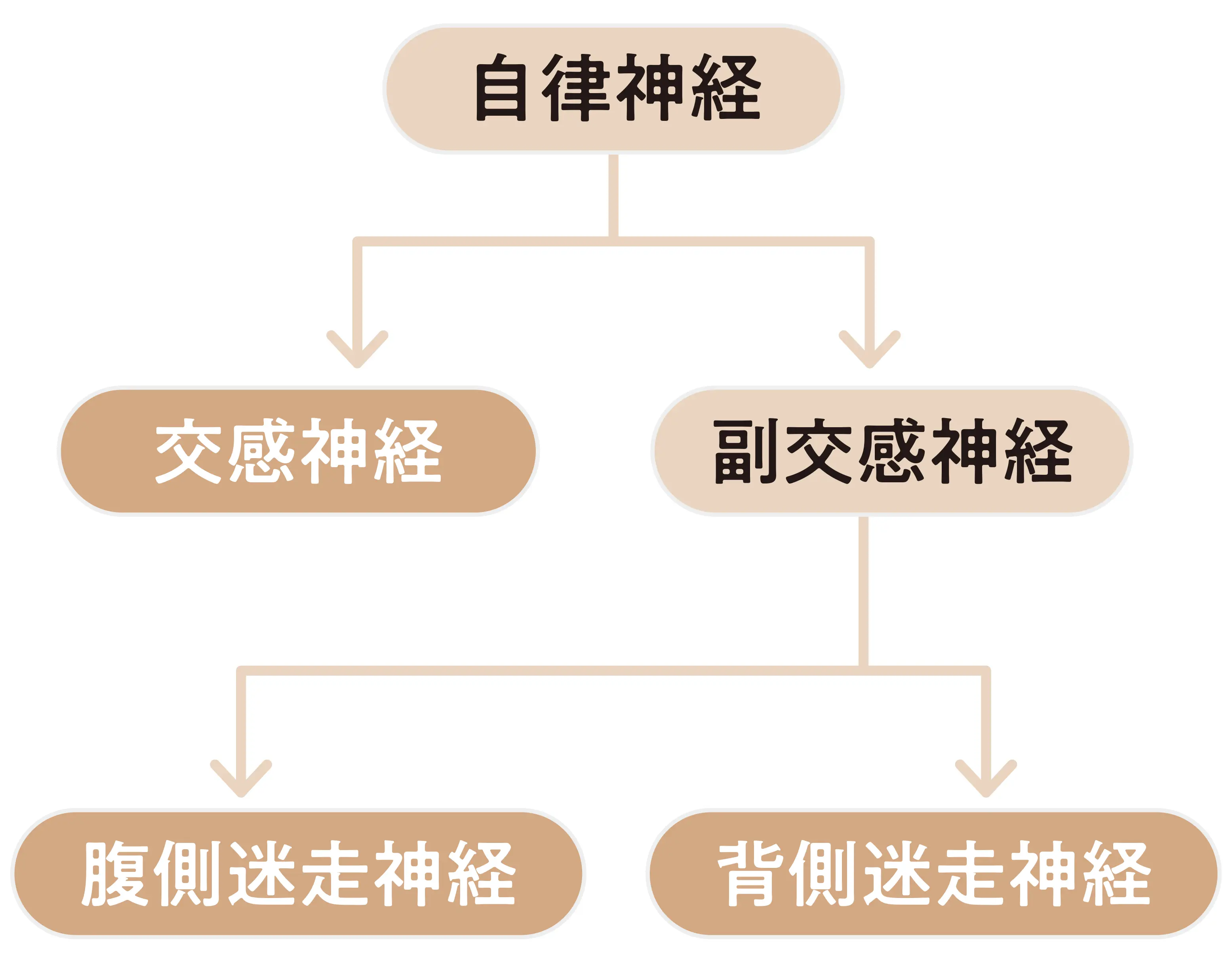 自律神経の仕組みと働き