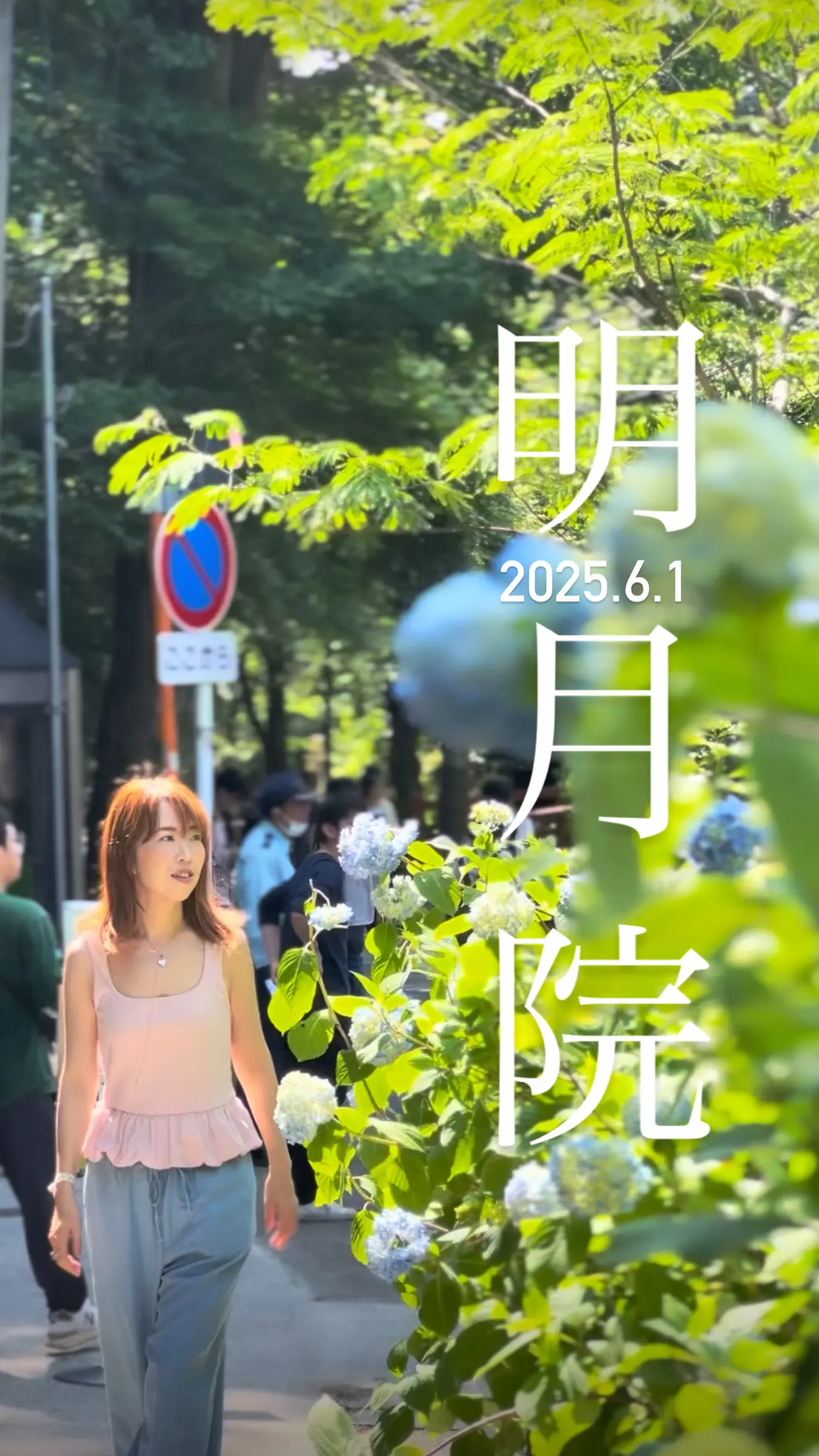【鎌倉の紫陽花】2025.6.1撮影_1_1