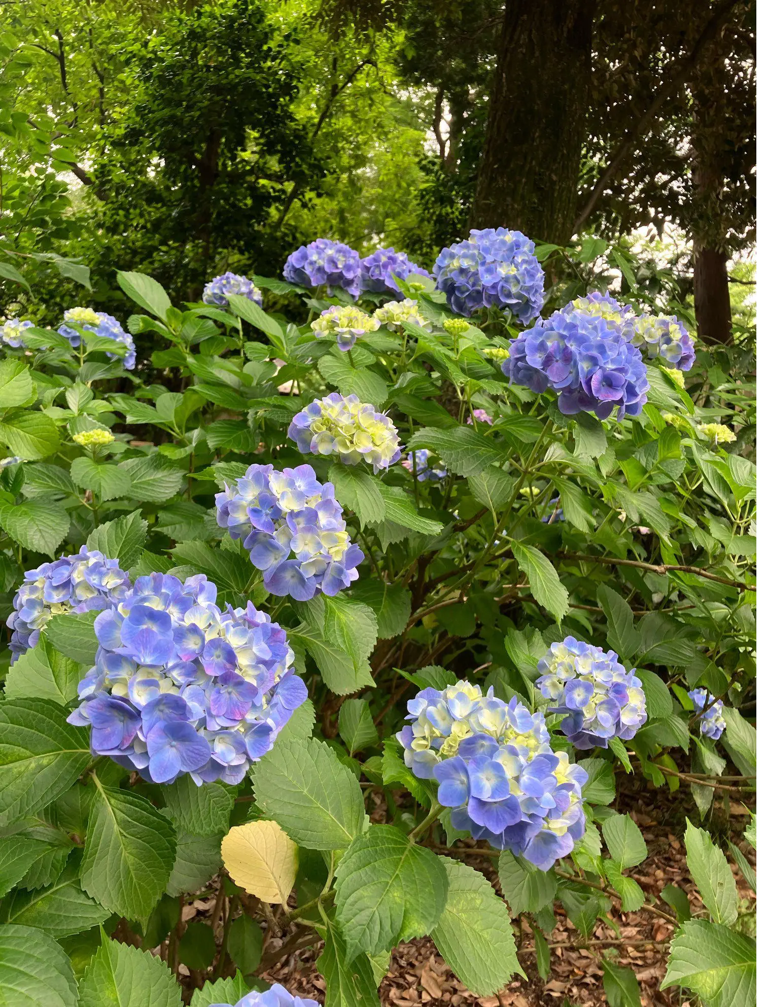 あじさい　紫陽花　　　　和のあじさい　六義園　ガクアジサイ　山紫陽花　都路里　　あじさいパフェ　大丸東京　手毬花　