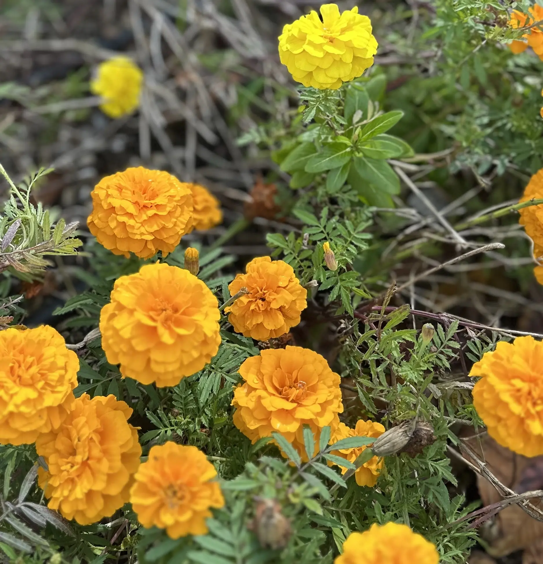 superflyのライブへ　ファッションコーデ_1_7