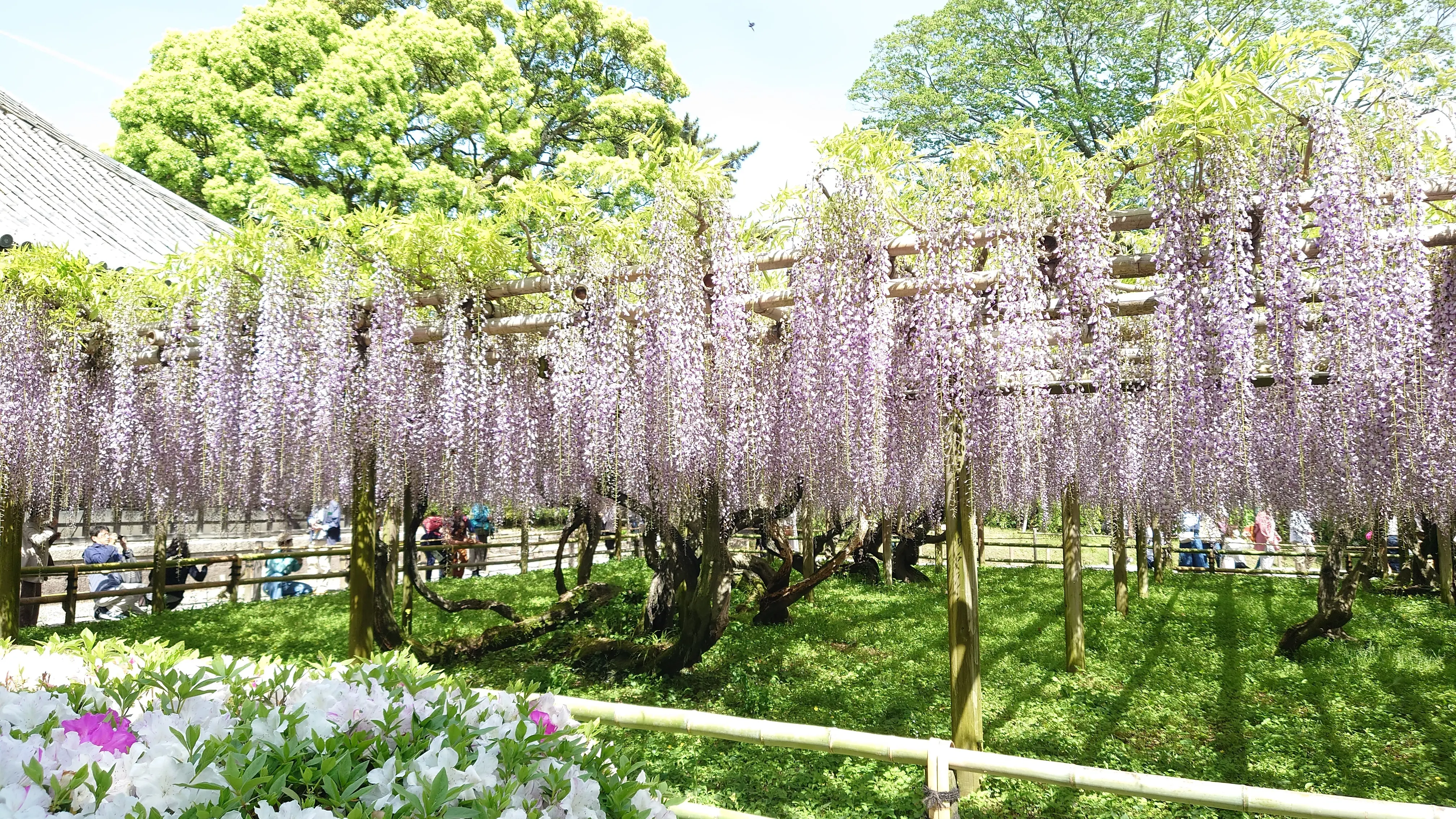 京都の藤の花