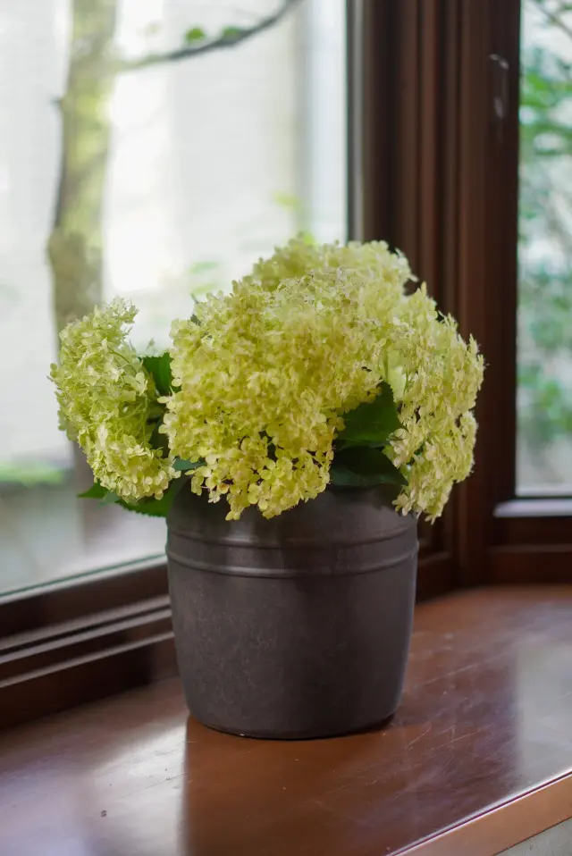 涼を呼ぶグリーンや花を部屋に♪_1_2