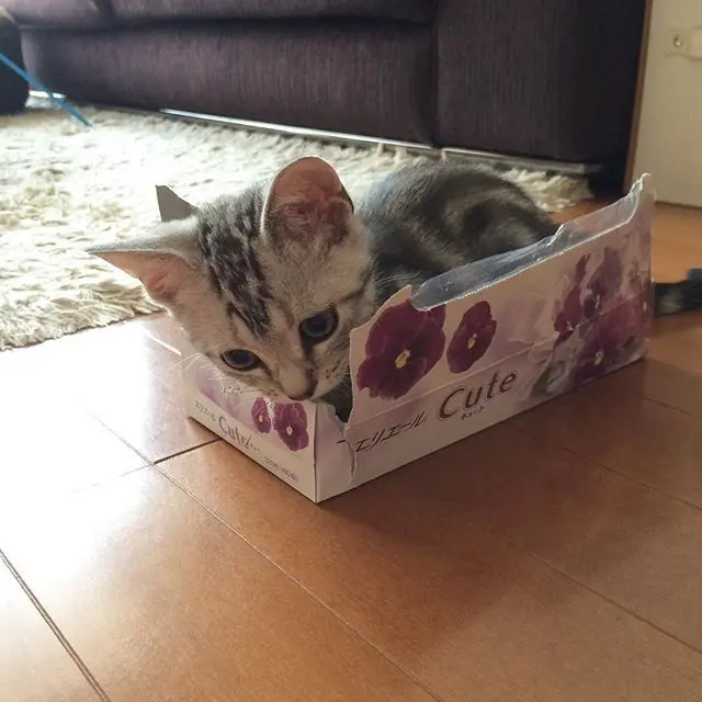 子猫のころから箱がスキ！_1_2