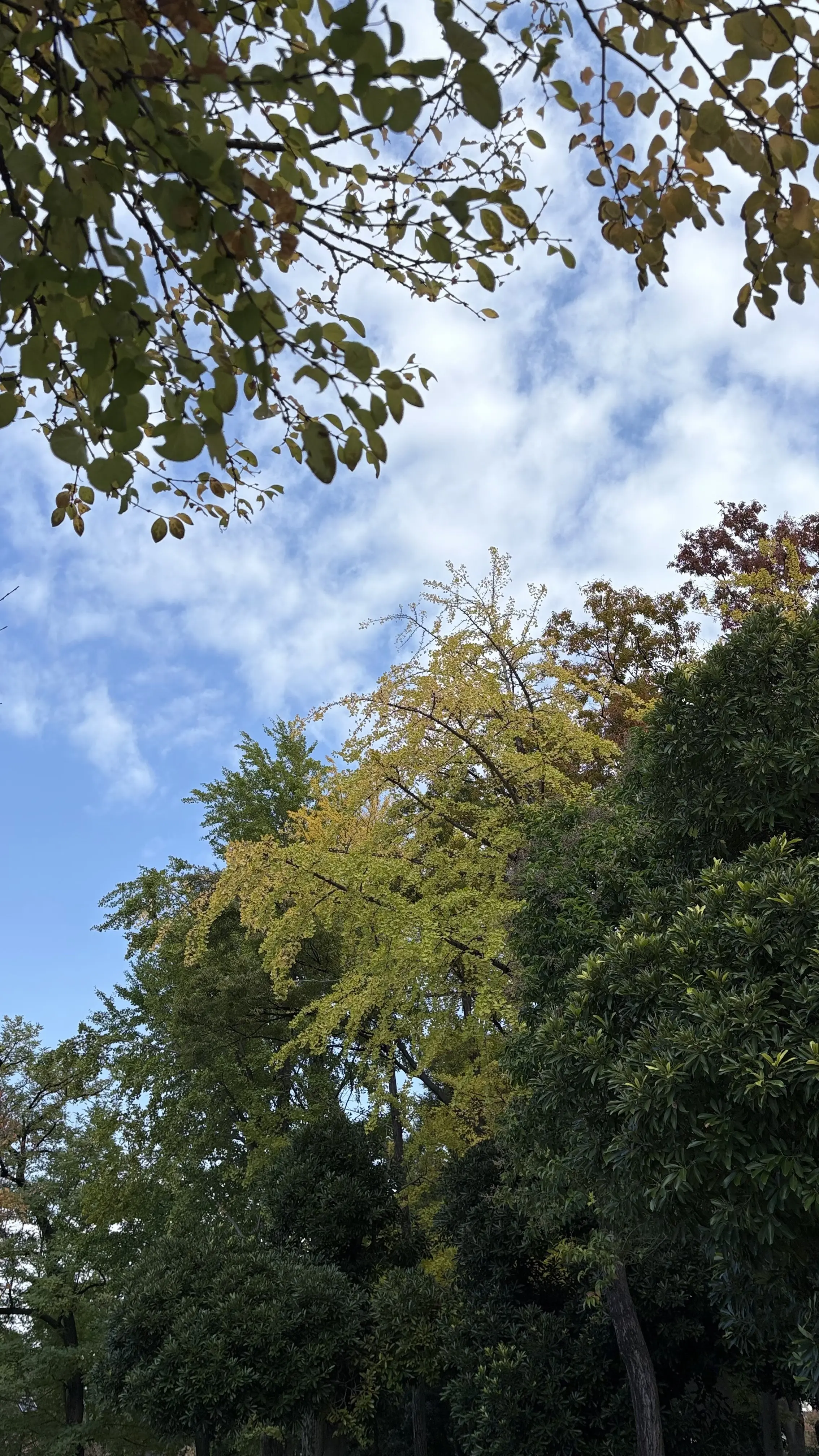 ウォーキング　秋の空　秋空　心が無
