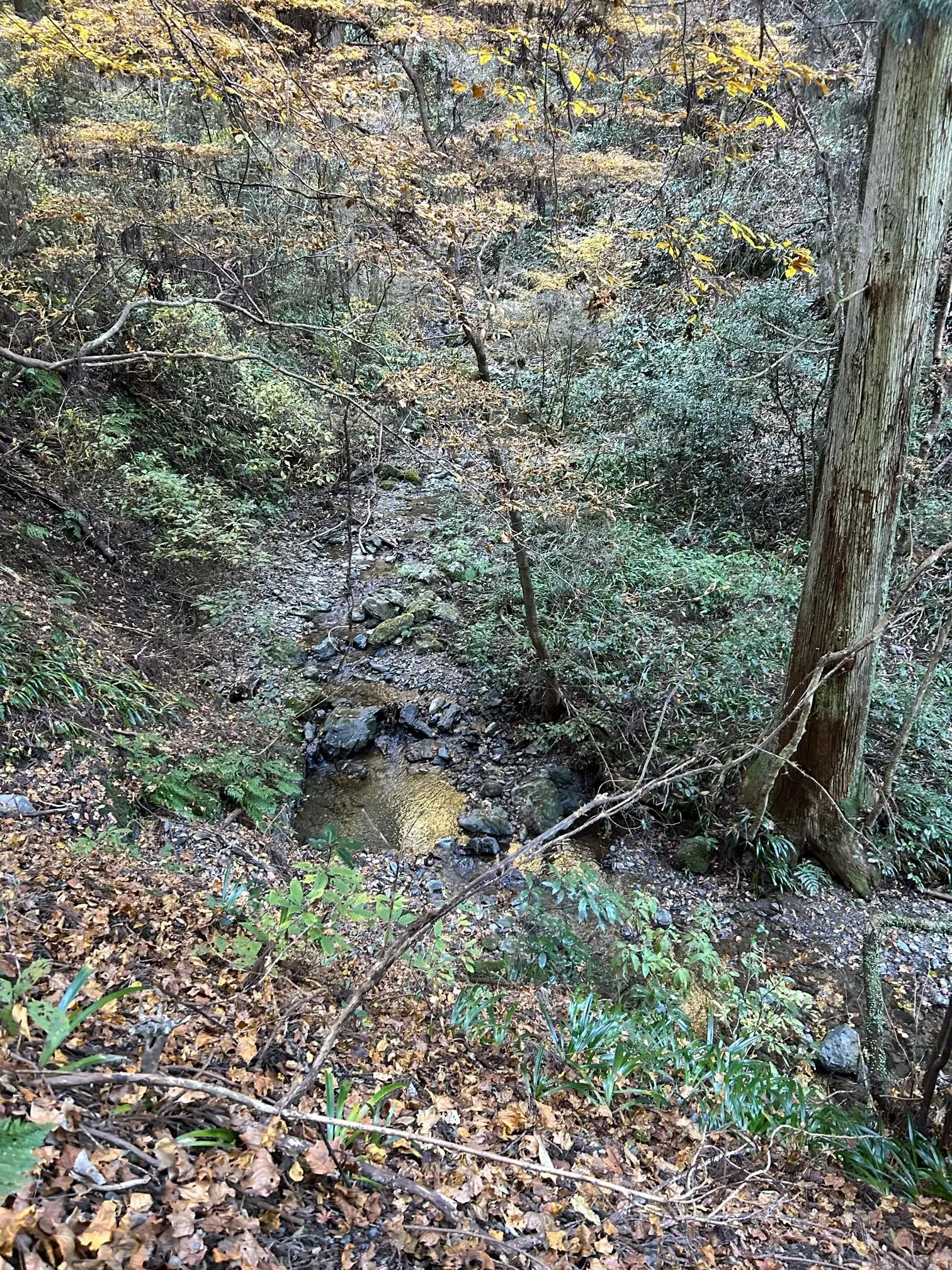 世界一の登山者数を誇る「高尾山」登山☆_1_2