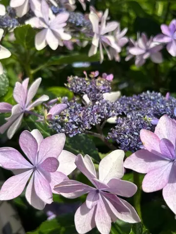 鎌倉紫陽花と続・続・最後から二番目の恋ロケ地巡り_1_6-3