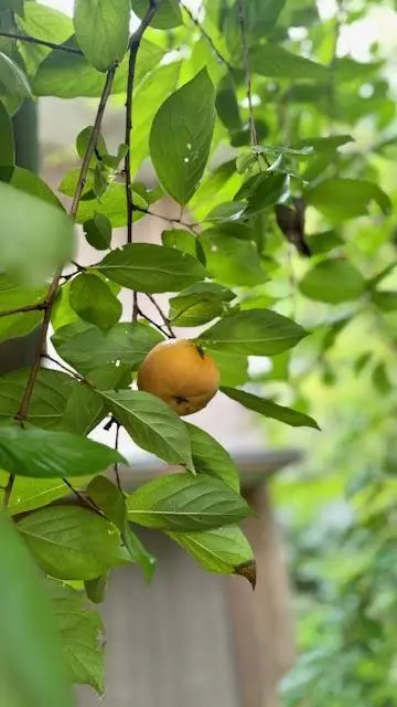 秋川渓谷周辺　柿