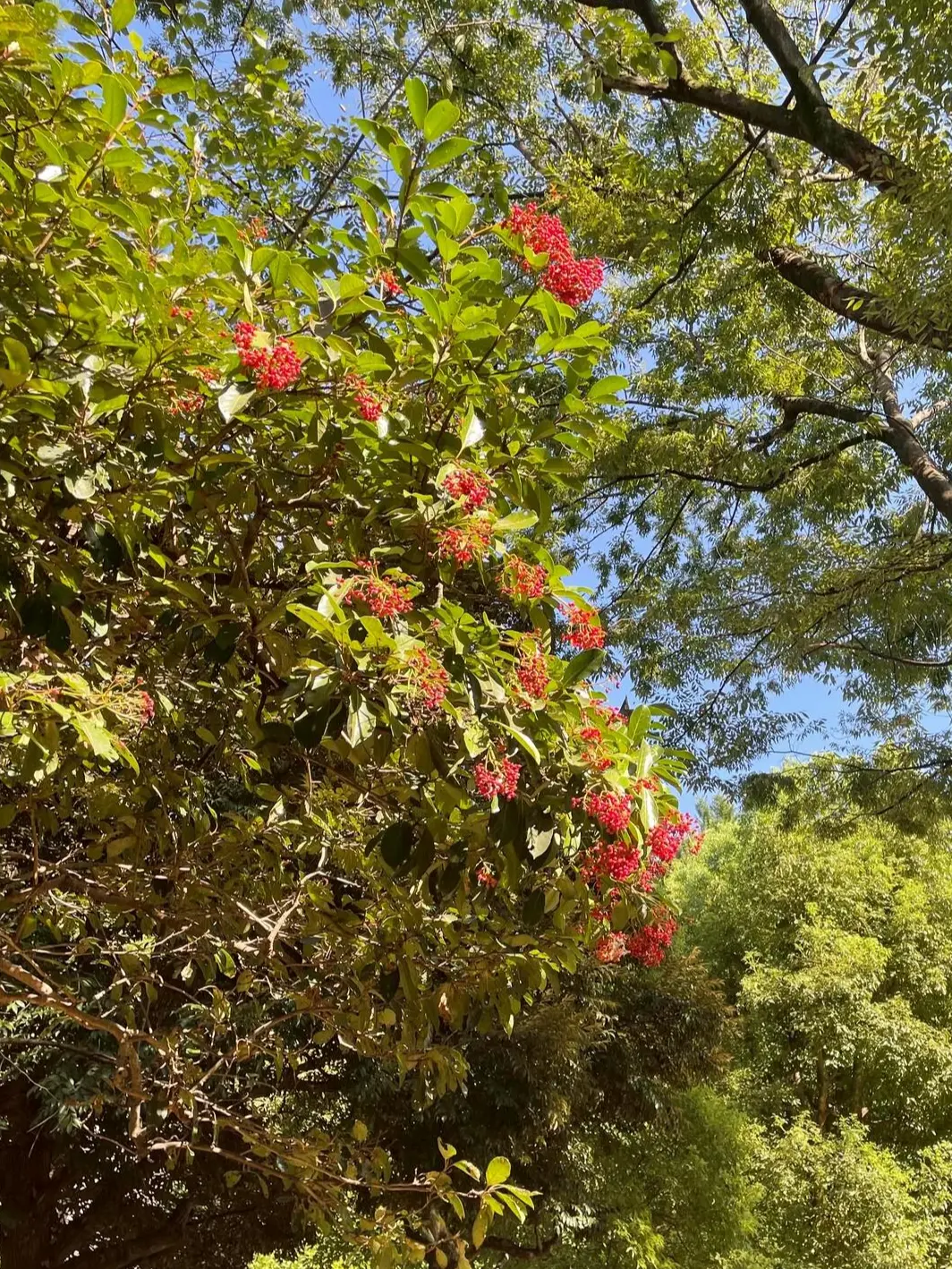 清水谷公園の木々