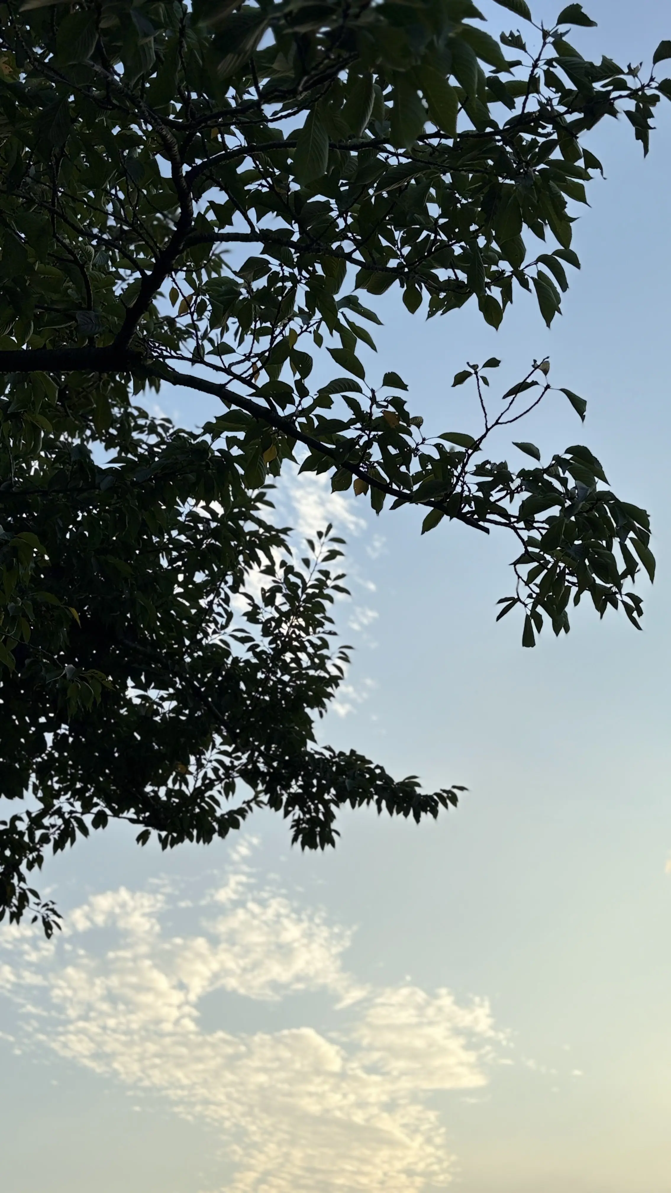 夏の空　空が好き　夏空