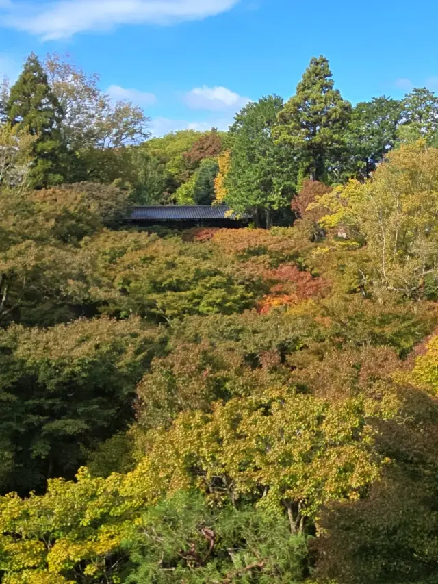 秋の京都ひとり旅・前編 〜弾丸旅の始まりは思い出の場所から〜_1_6