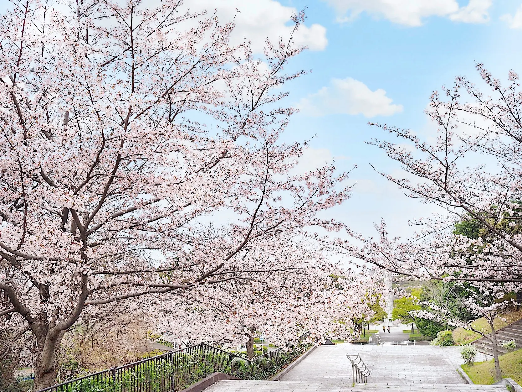 平和公園の桜（名古屋市千種区）