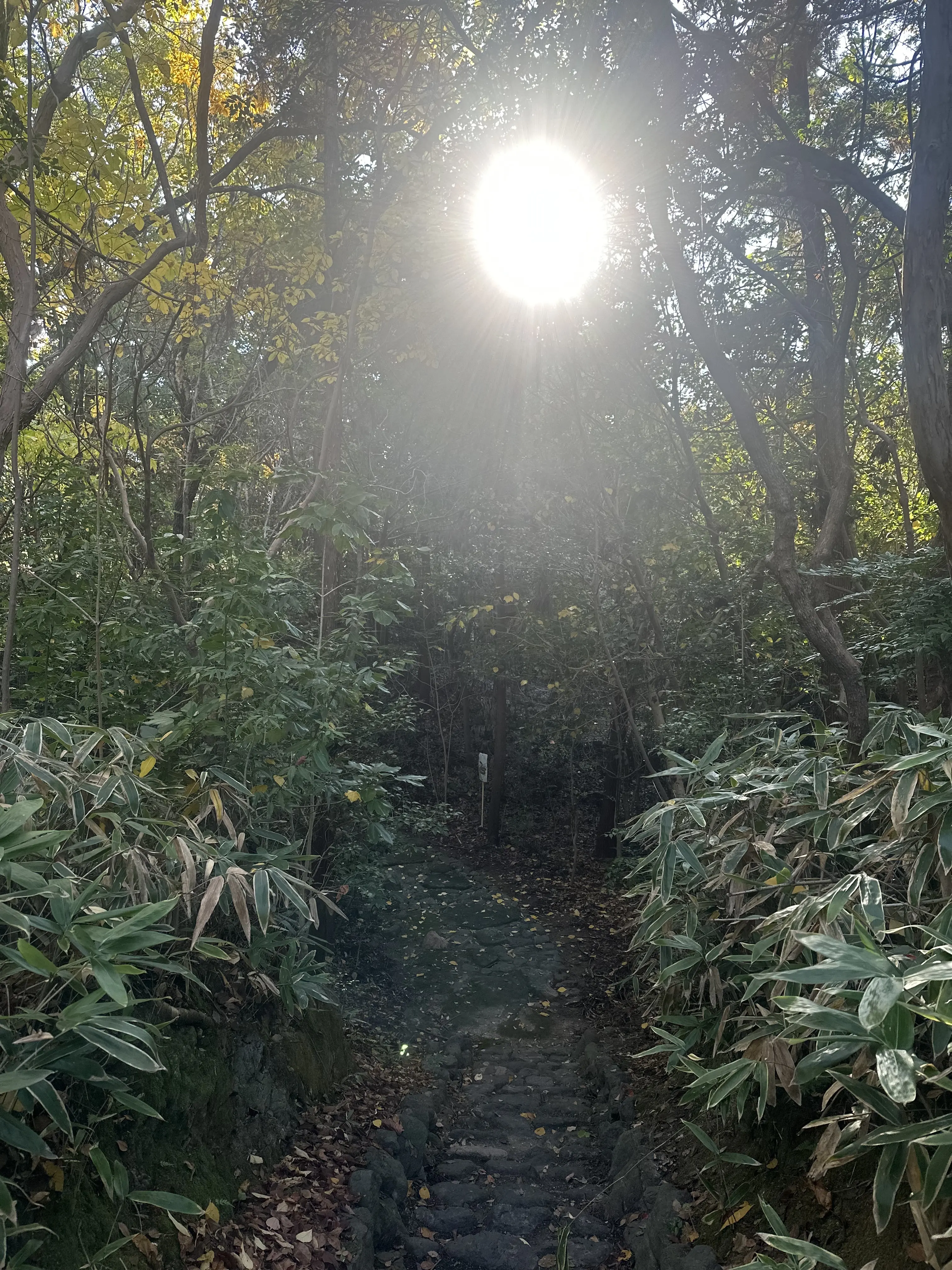 秋の好日、紅葉散る前に・・・。_1_4