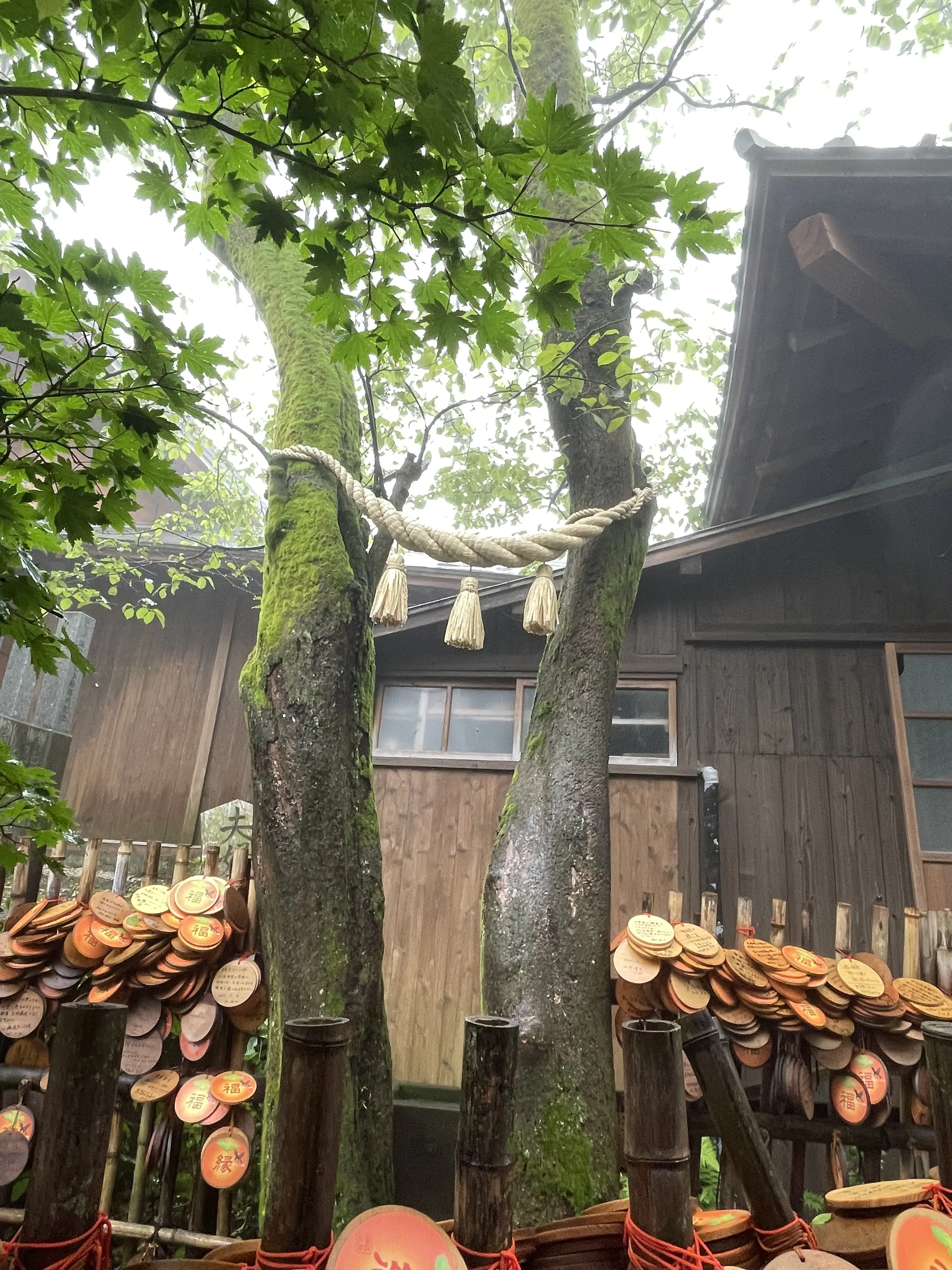 初かもめに乗って長崎へ、そして雲仙地獄巡りをしてきました_1_18