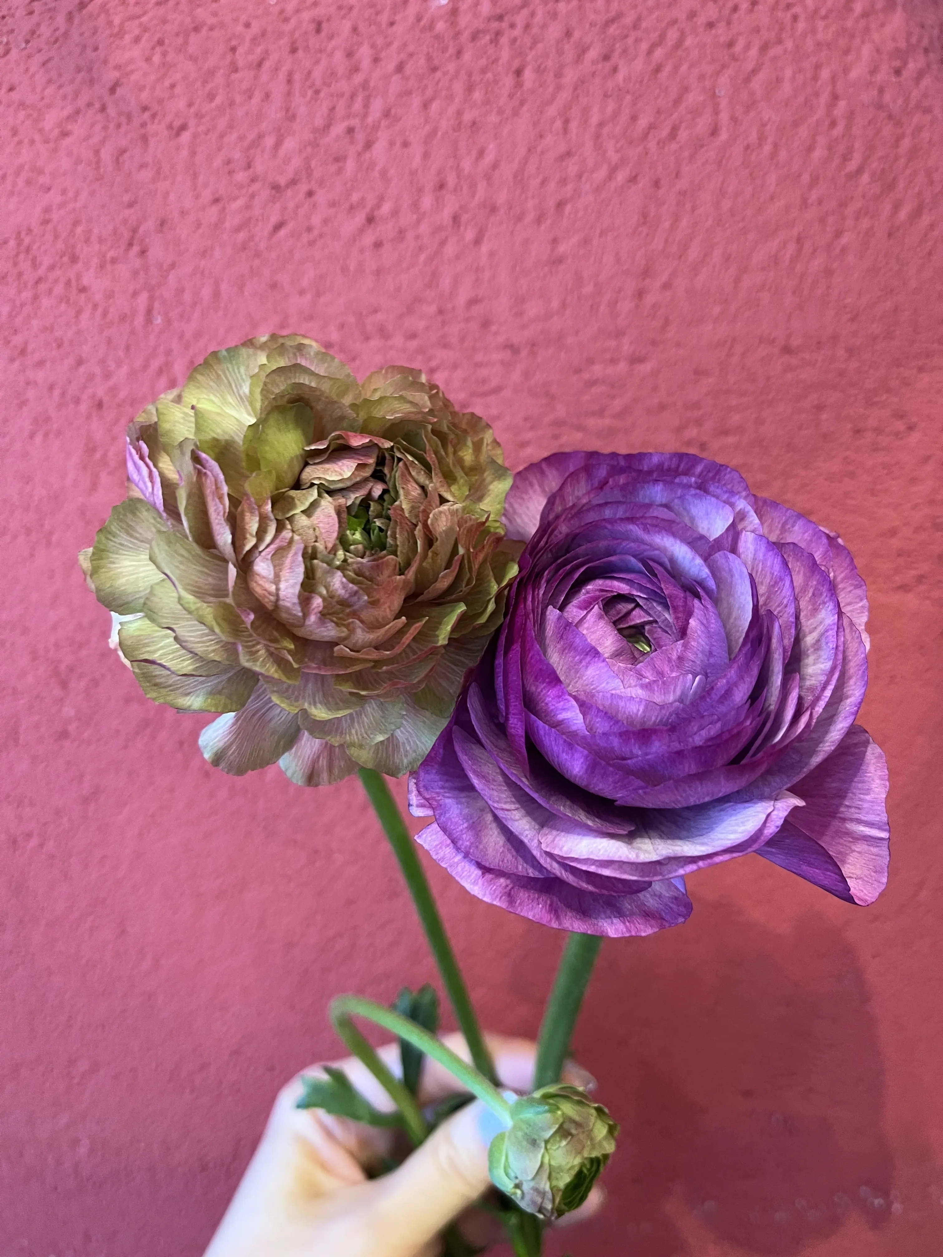 誕生日のブーケと最後にちょっとだけキラキラ観賞_1_4-1