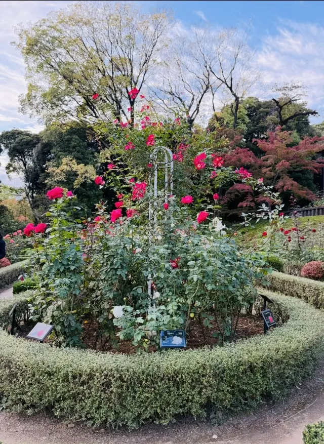 美しいバラと紅葉、旧古河庭園へ_1_13