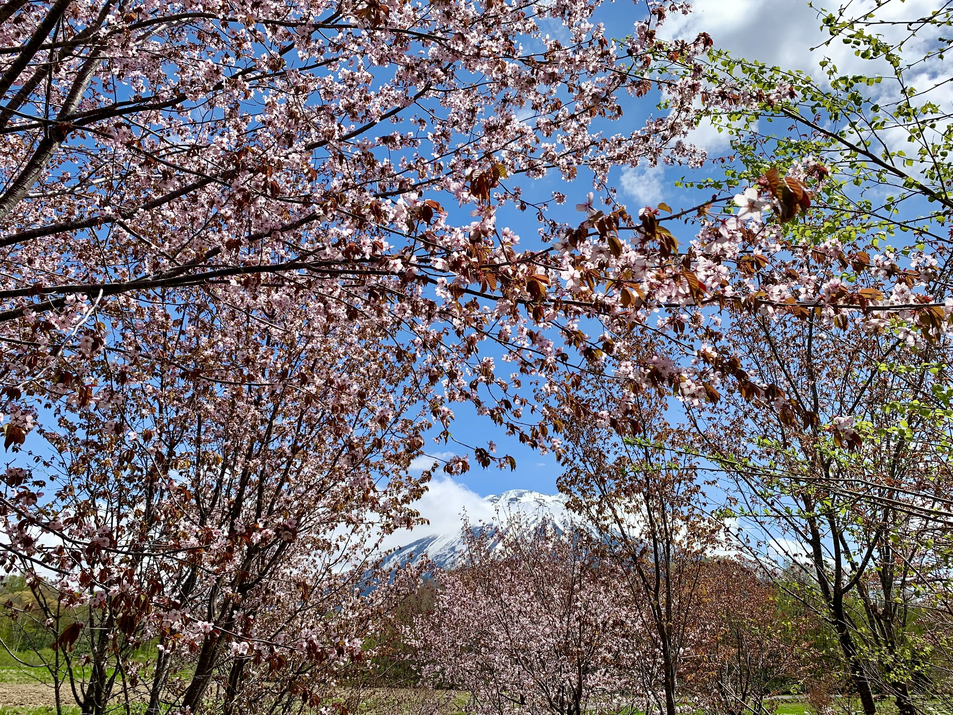 羊蹄山と桜