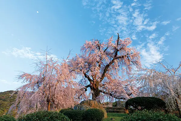 一生に一度は愛でたい、京都の“名桜”【「京都」桜にまつわる10の愉しみ】_1_1