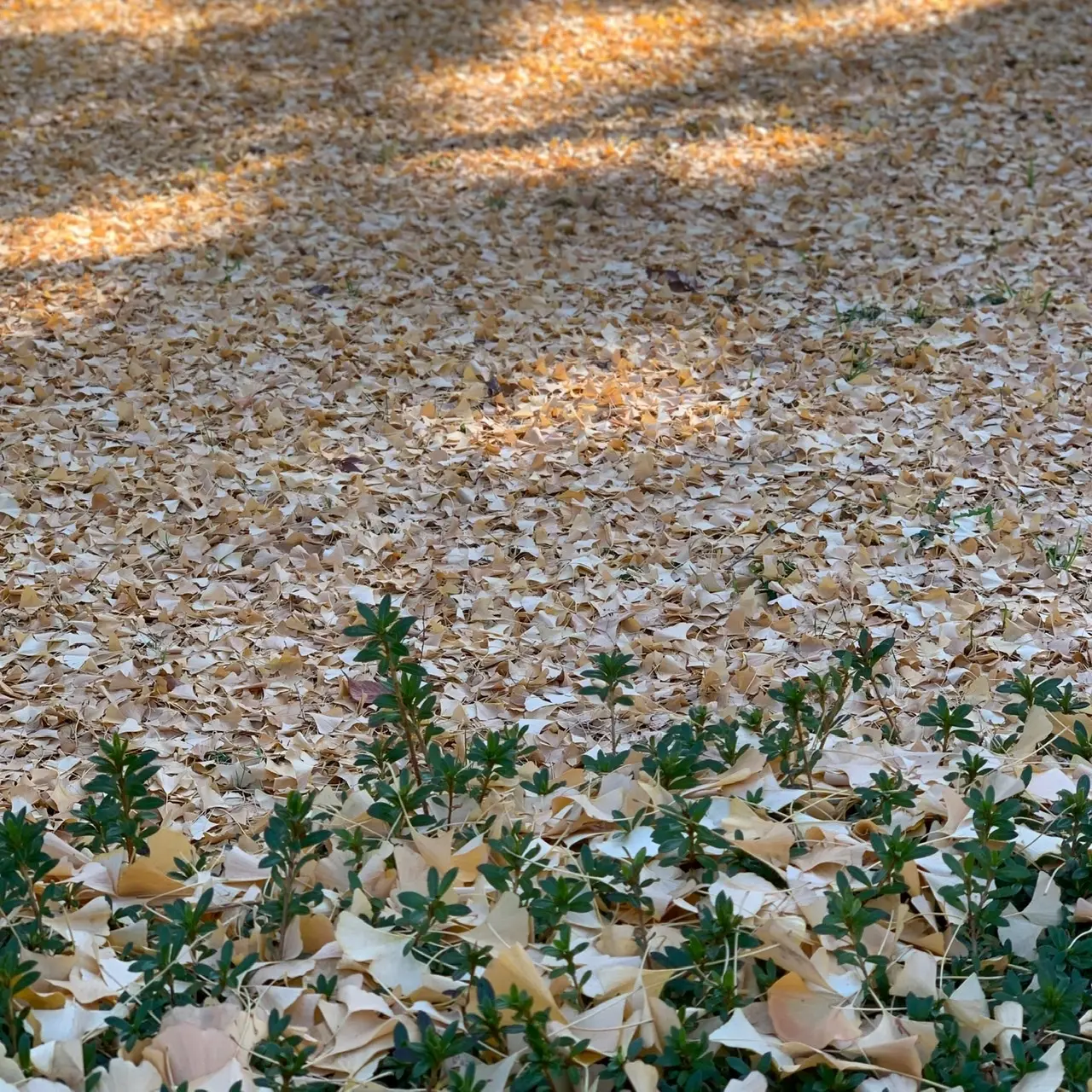 イチョウの葉が綺麗