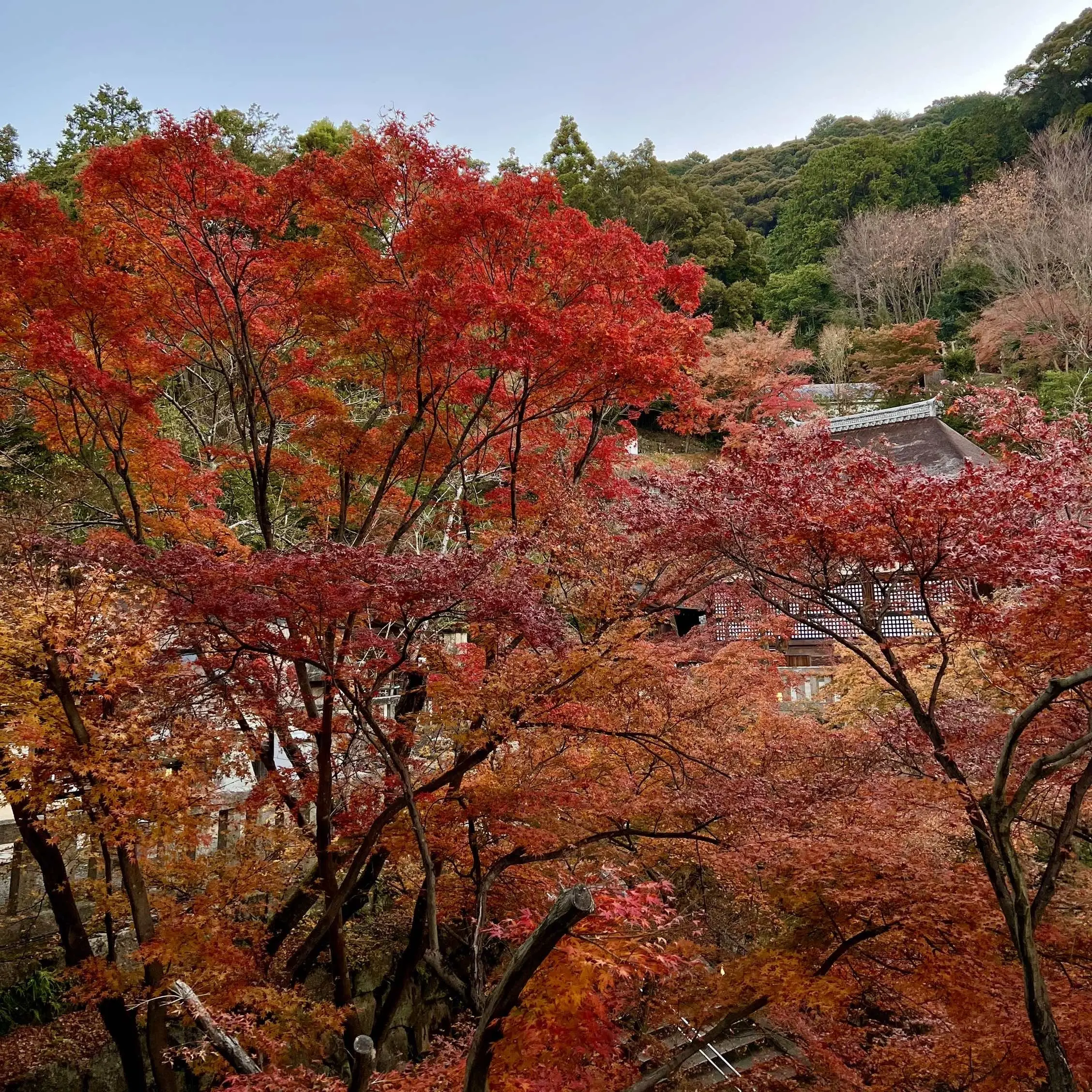 秋の景色を楽しむ♡京都の紅葉②_1_10