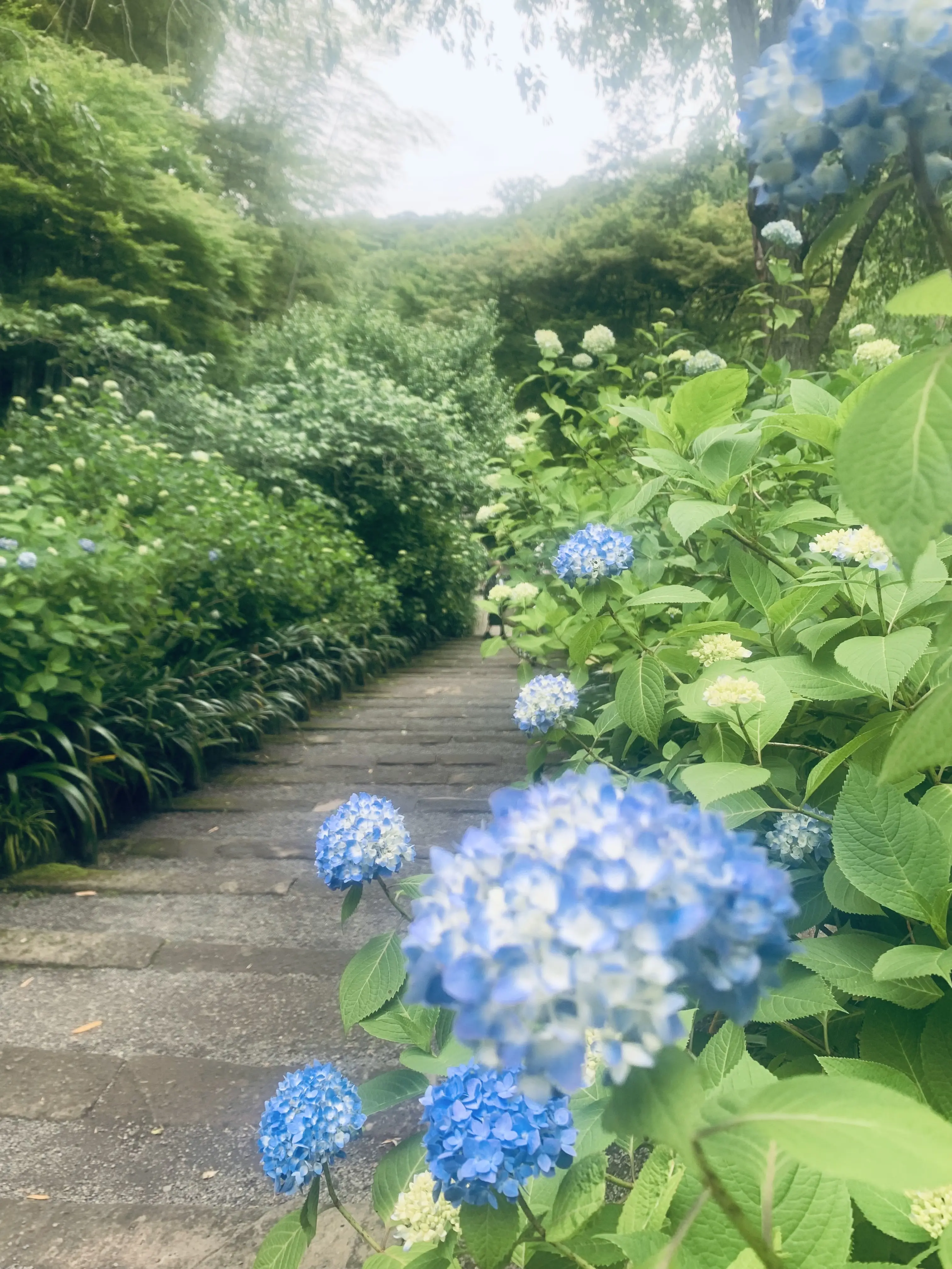 明月院ブルーの紫陽花