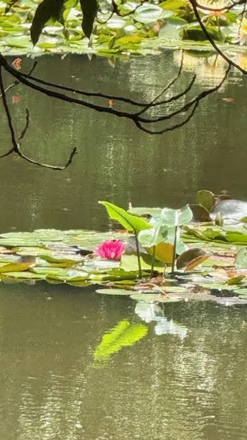 睡蓮