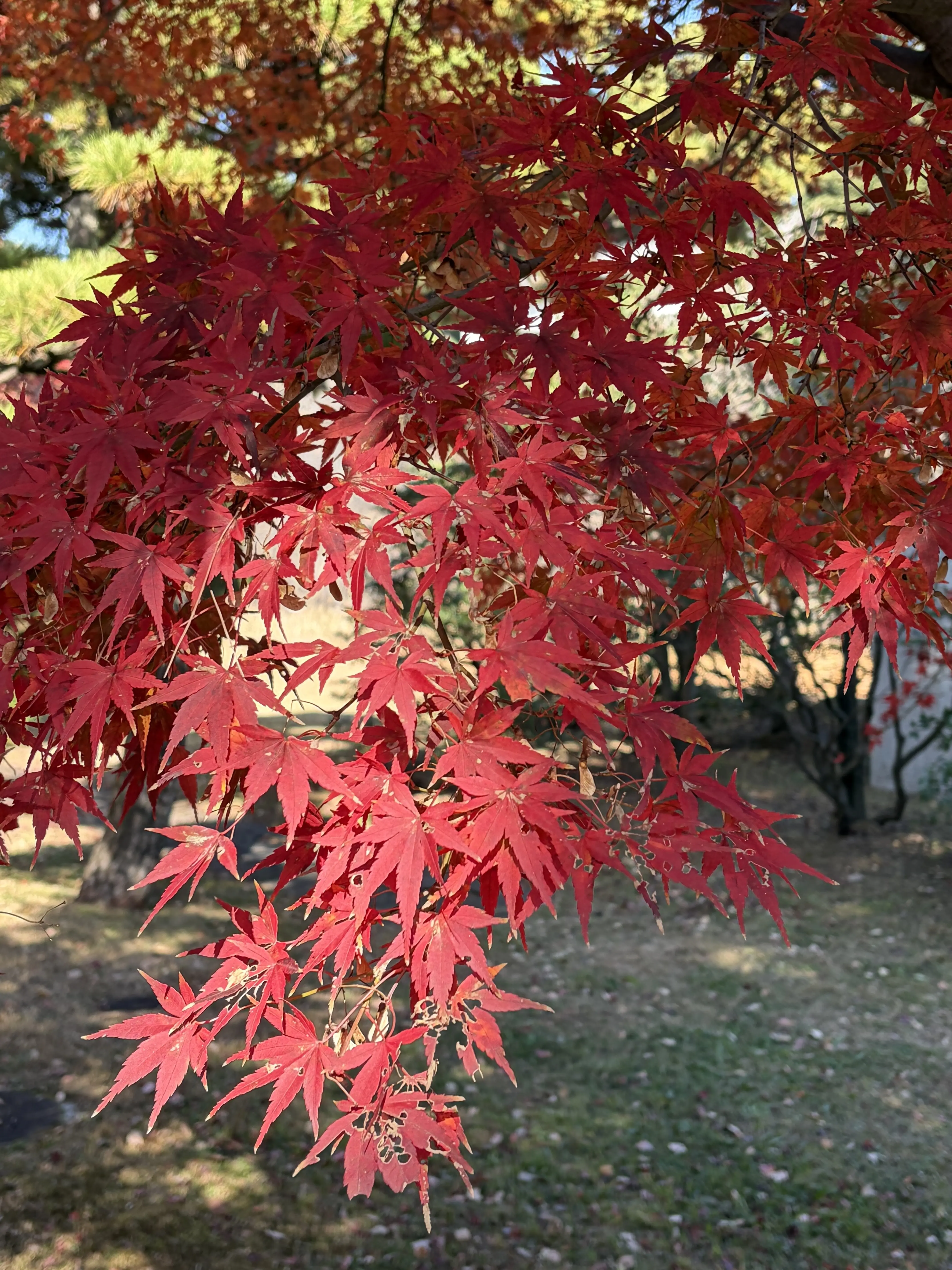 真っ赤に紅葉した皇居のイロハモミジ