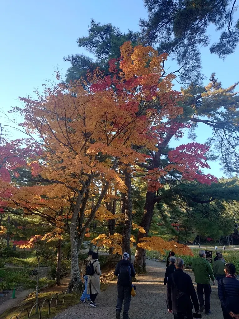 岩手から秋田 ①🍁平泉、紅葉の毛越寺_1_13