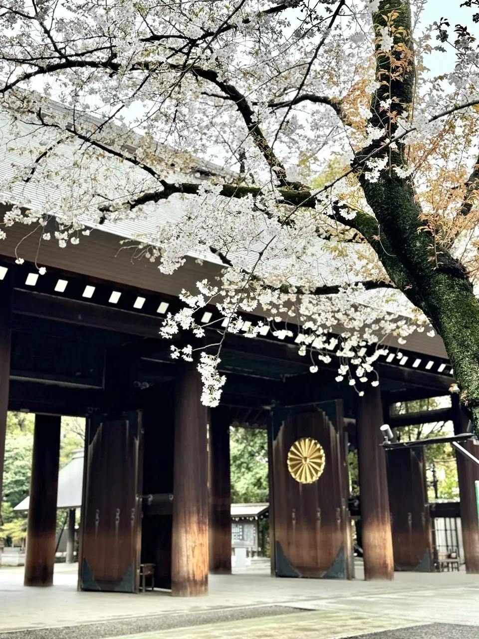 靖国神社の桜 ①