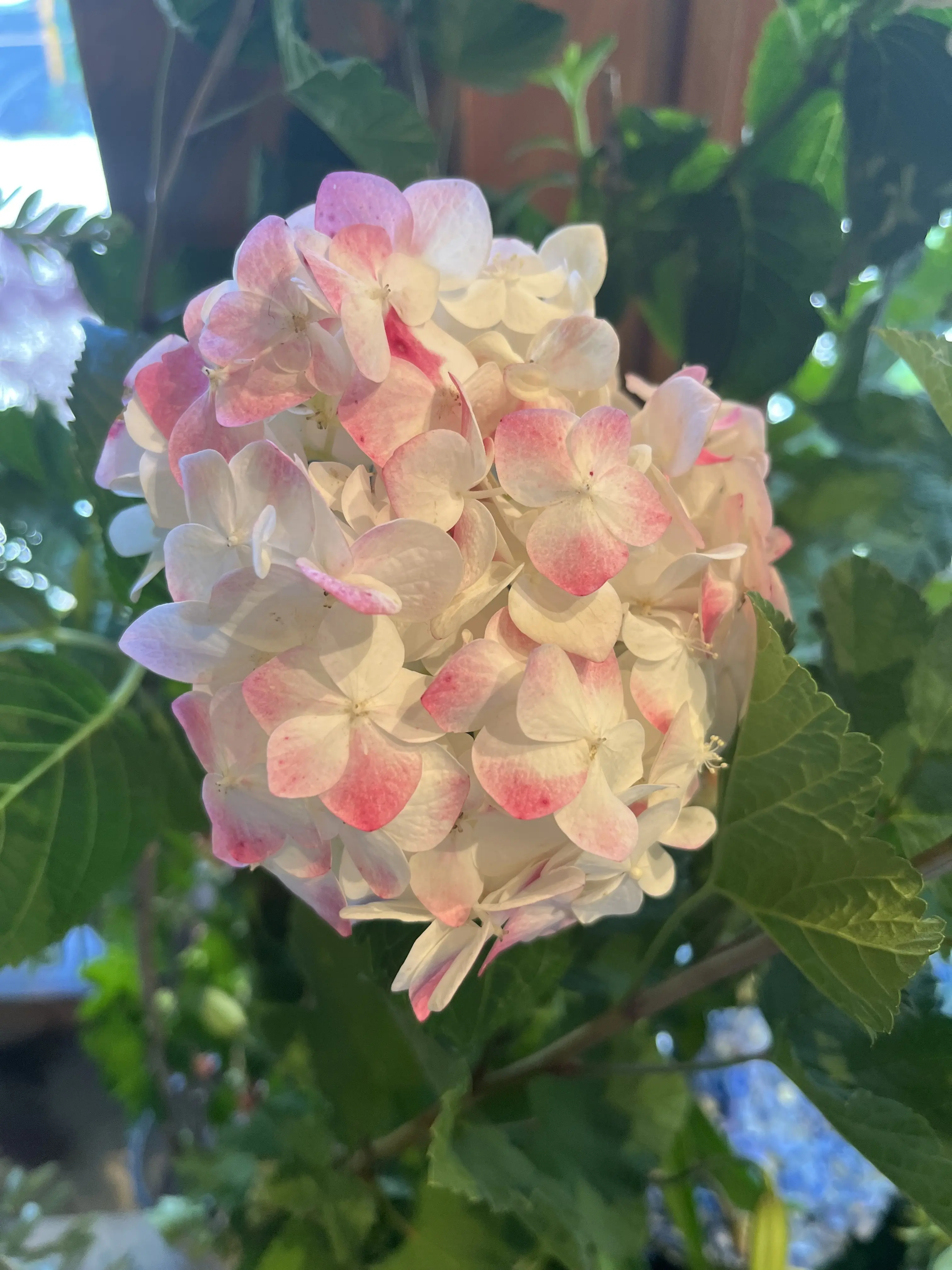 初夏のお花で『花屋で写真館♪』_1_5
