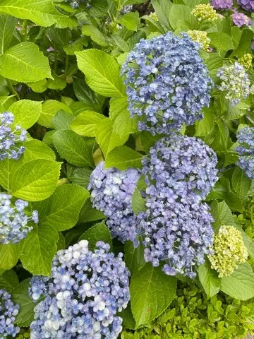 紫陽花鑑賞　今年は..._1_3-3