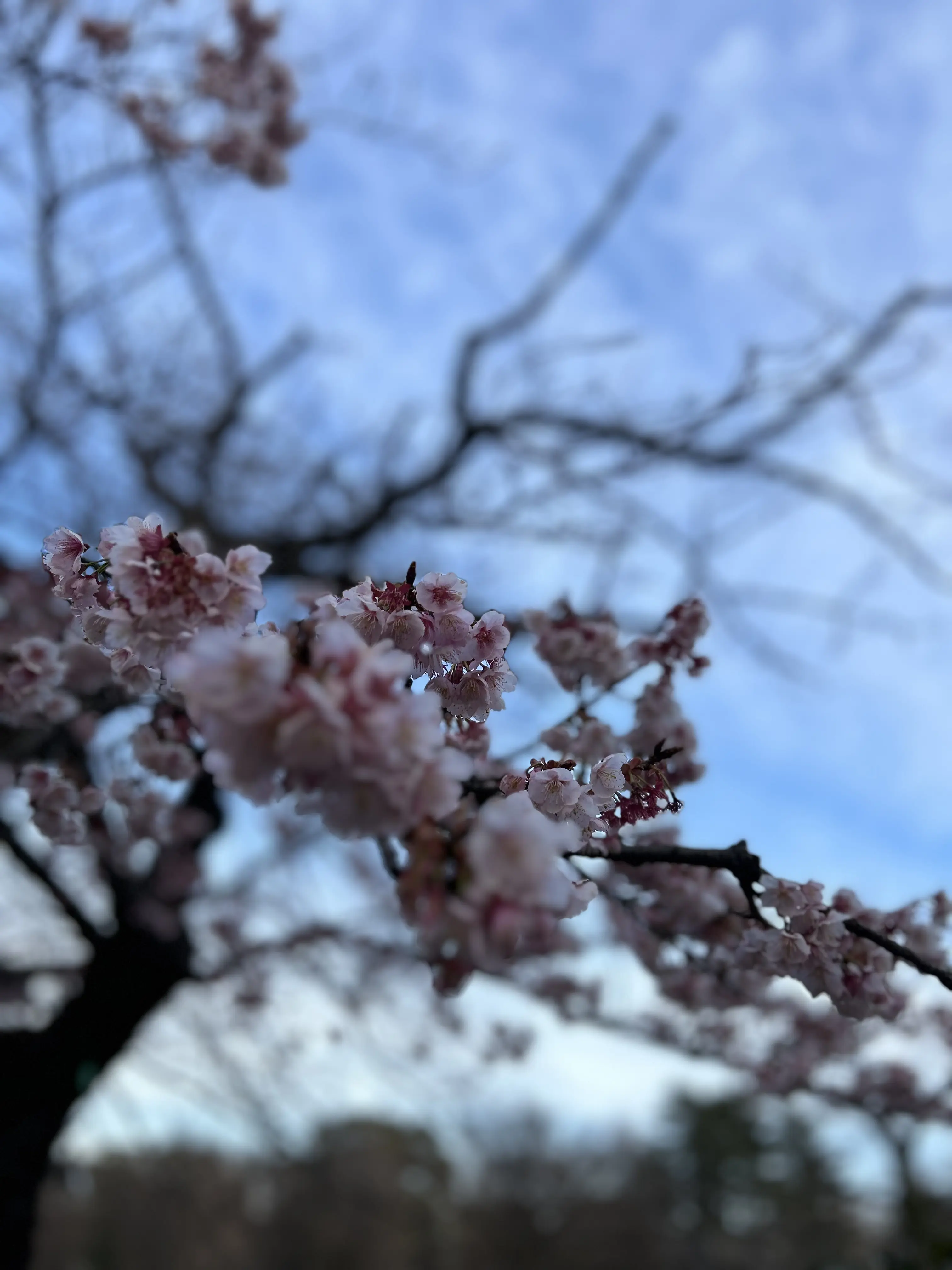 上野公園内　寒桜