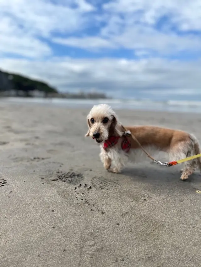 湘南　海　犬　砂浜　散歩