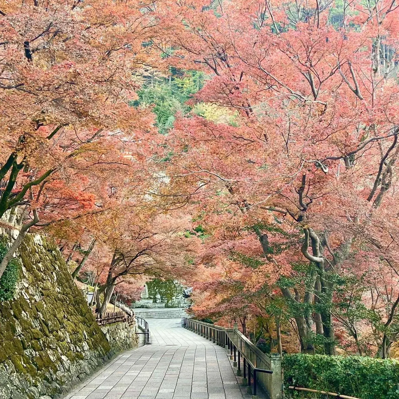 秋の景色を楽しむ♡京都の紅葉②_1_14