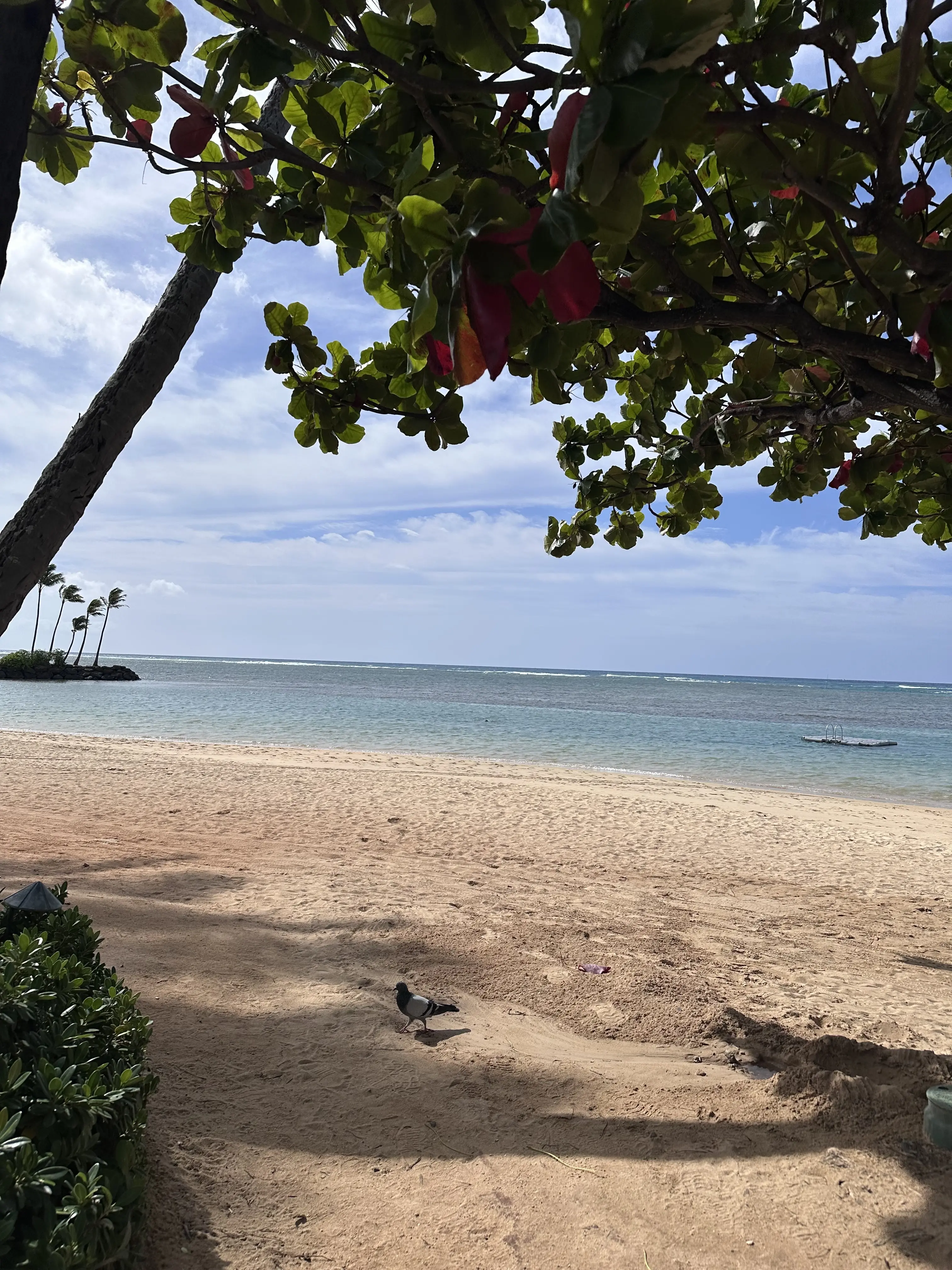 Hawaiiのフレンチレストラン_1_15