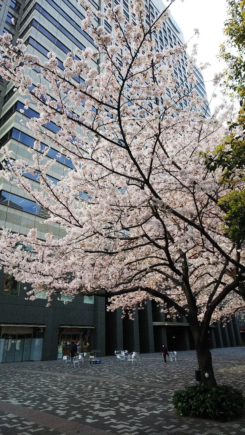 『胴吹き桜』_1_1