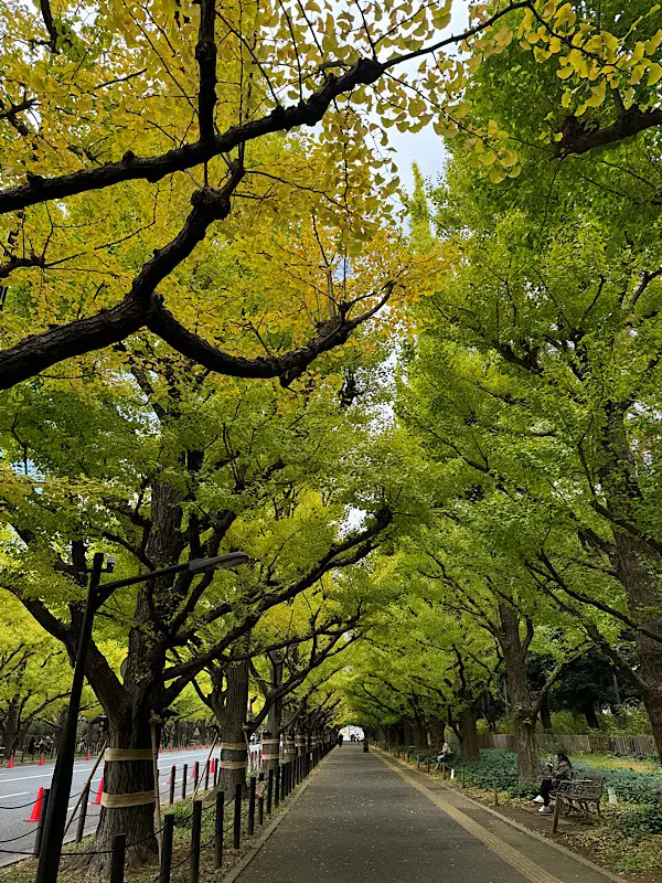 東京紅葉散策♪_1_2