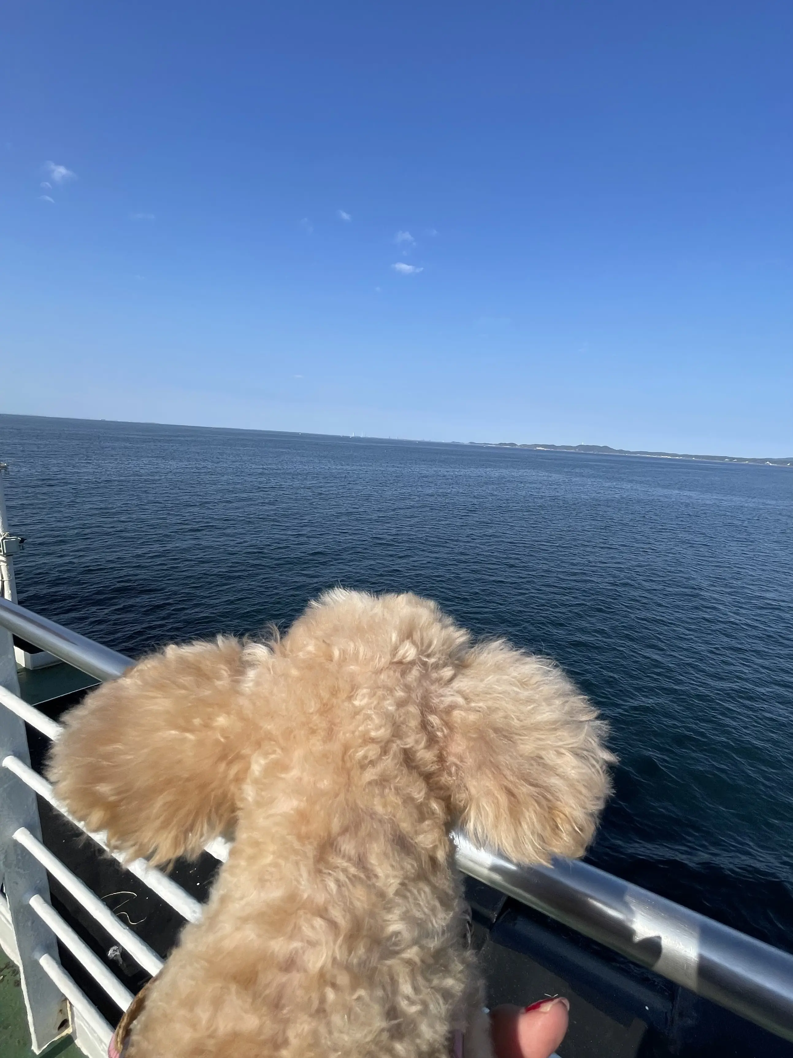 東京湾を渡る30分の船旅。愛犬と久里浜港からのプチトリップ 🛳️_1_6-2